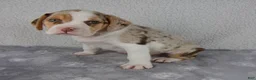 Beabull dogs for sale: Chase - Ad 3