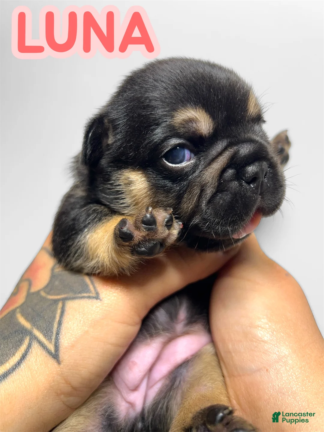 French Bulldog dogs for sale: Luna - Ad 1