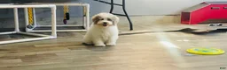 Miniature Poodle dogs for sale: Dimples Miniature Poodle  - Ad 6