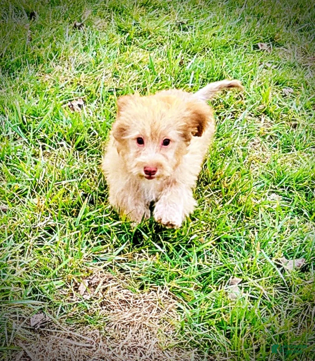 Havapoo dogs for sale: Scout - Ad 14