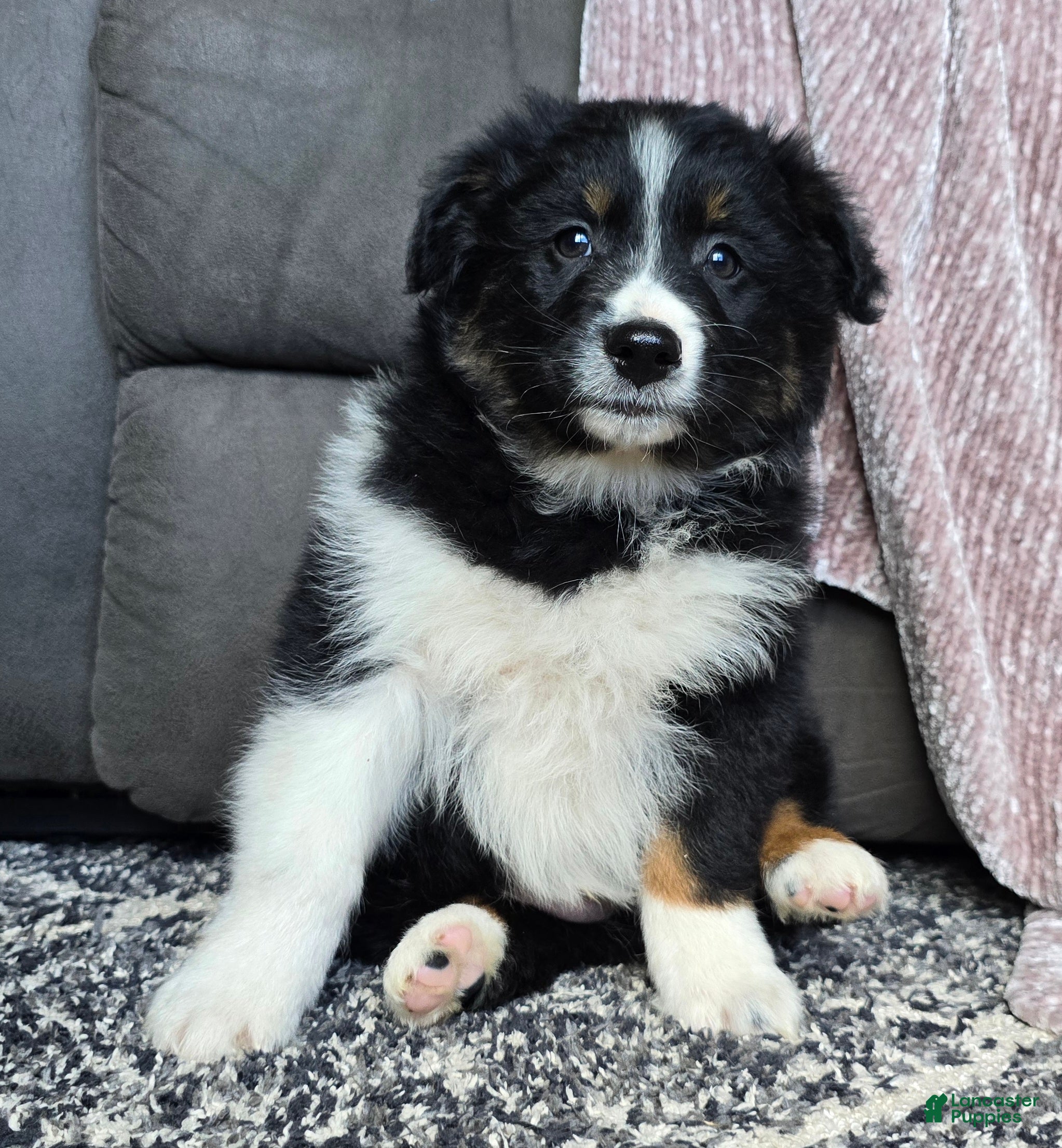 Australian Shepherd dogs Wally - Ad 1