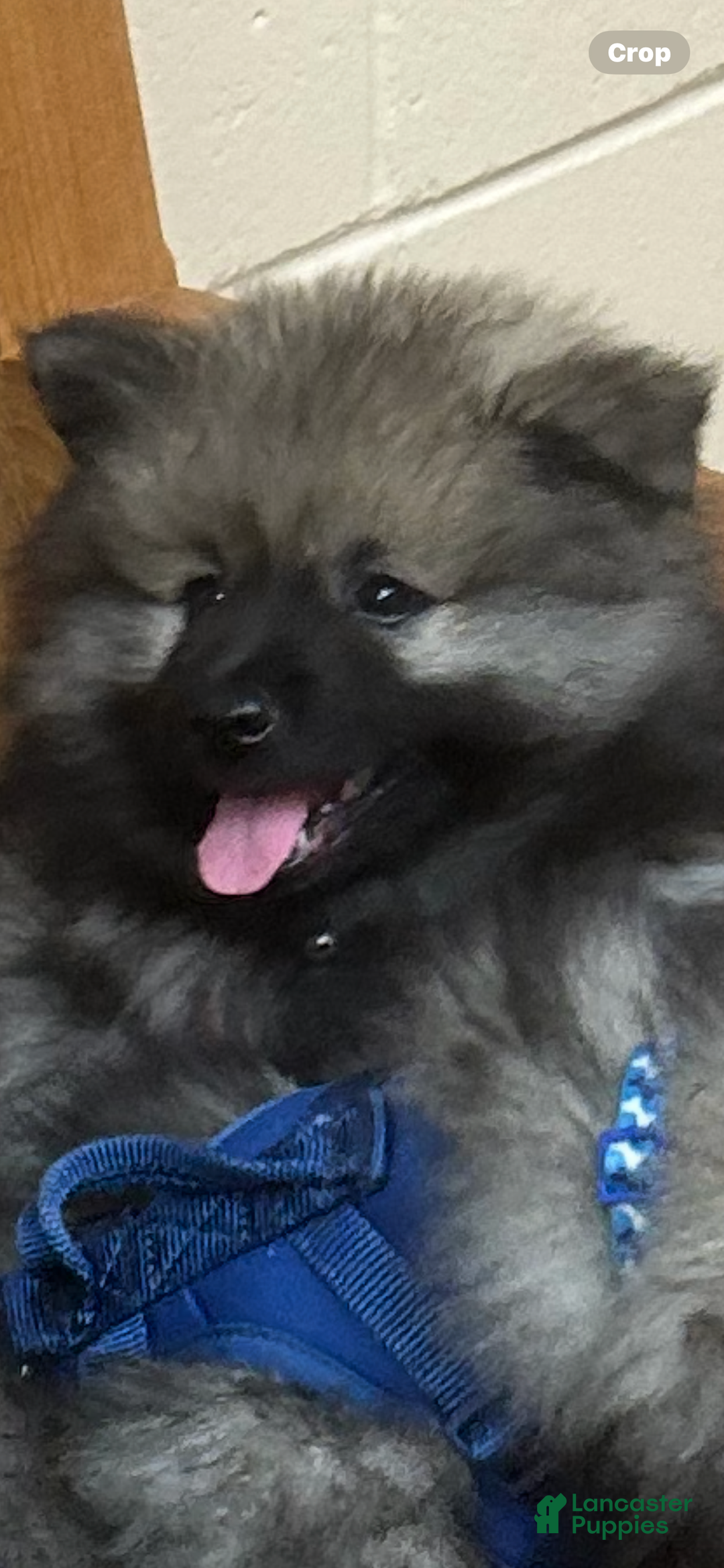 Keeshond dogs for sale: Richi - Ad 4