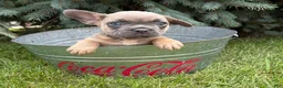 French Bulldog dogs for sale: Duke - Ad 4