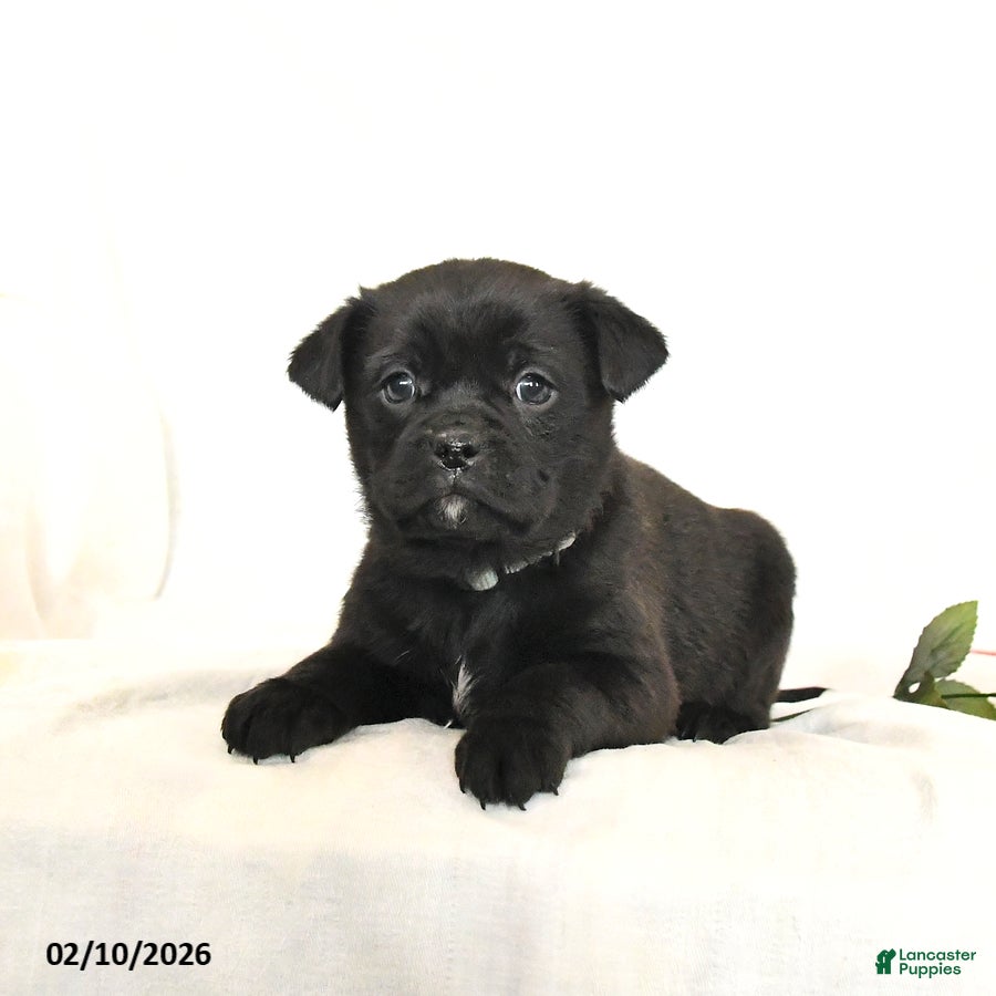 Mixed Breed dogs Bandit - Ad 2