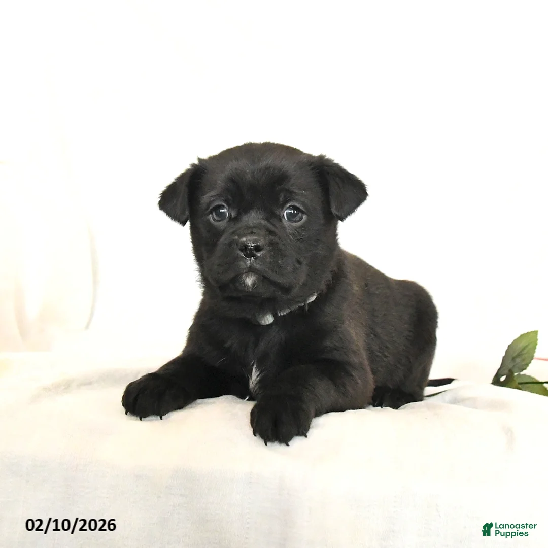 Mixed Breed dogs for sale: Bandit - Ad 2