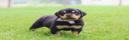 Rottweiler dogs for sale: Duke - Ad 4