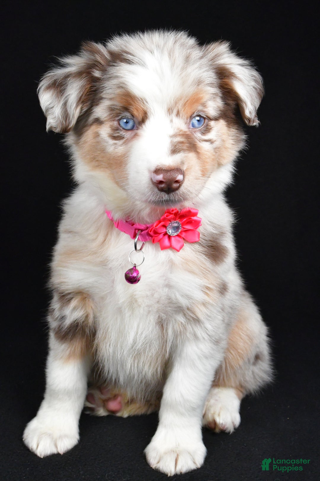 Miniature Australian Shepherd dogs for sale: Olivia - Ad 9