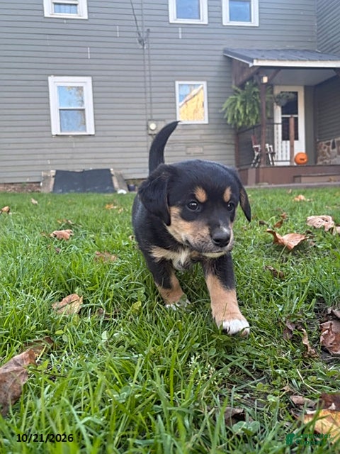 Mixed Breed dogs Knuckles - Ad 2
