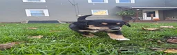 Mixed Breed dogs for sale: Knuckles - Ad 2