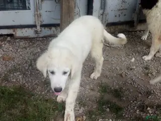 Mixed Breed dogs Samson - Ad 23