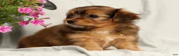 Yorkiepoo dogs for sale: Lindor - Ad 6