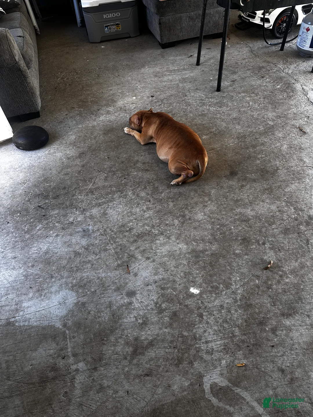 Mixed Breed dogs for sale: all black, white chest bully - Ad 4