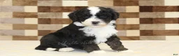 Double Doodle dogs for sale: Jacob - Ad 4
