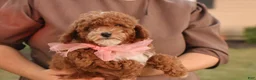 Toy Poodle dogs for sale: Skittles - Ad 2