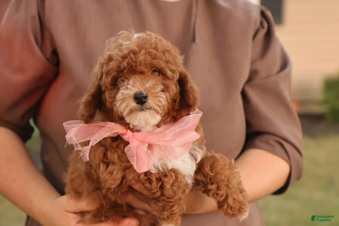 Toy Poodle dogs for sale: Skittles - Ad 2