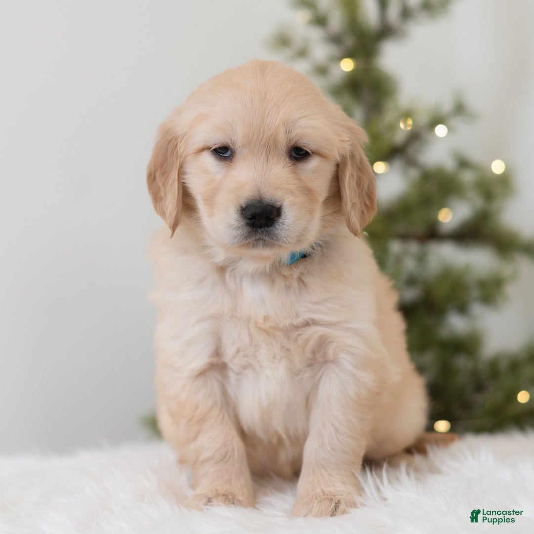 Golden Retriever dogs for sale: Felicia  - Ad 4