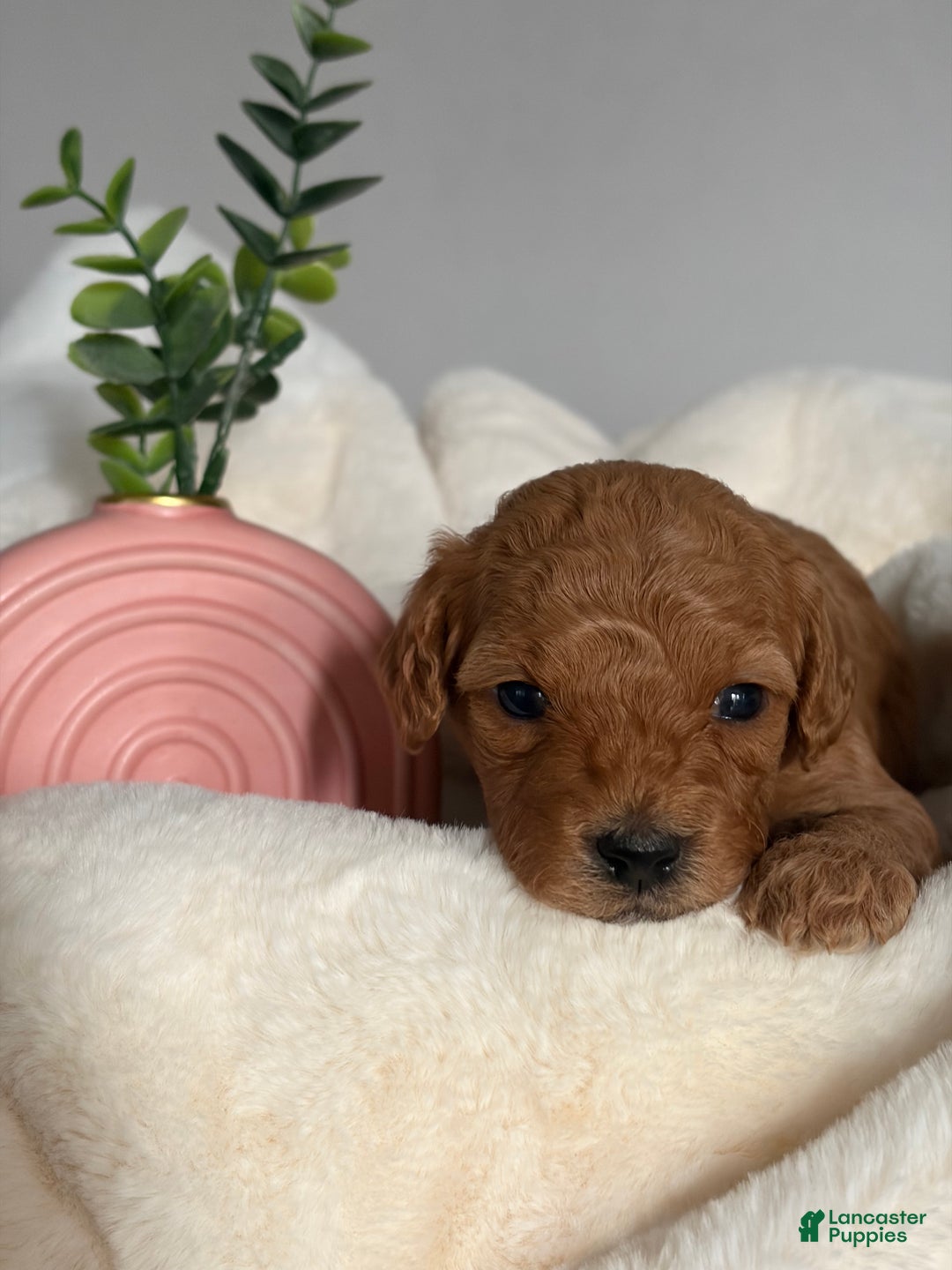 Mini Goldendoodle dogs for sale: Mini Goldendoodle Puppy 7 - Ad 1
