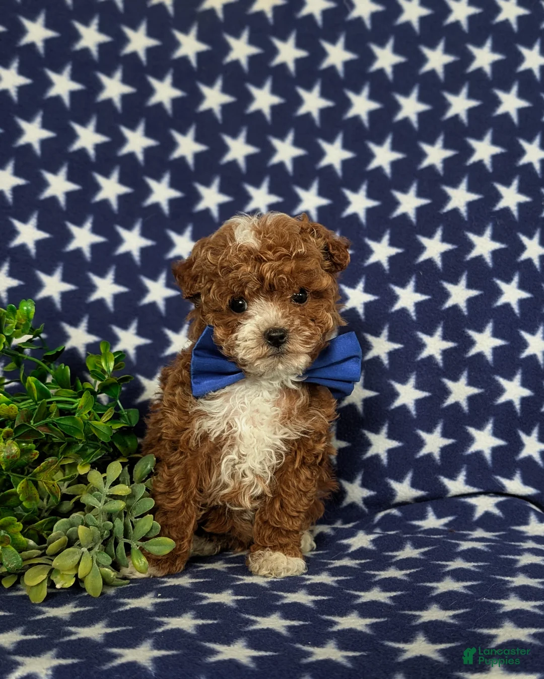 Toy Poodle dogs for sale: Easton - Ad 2