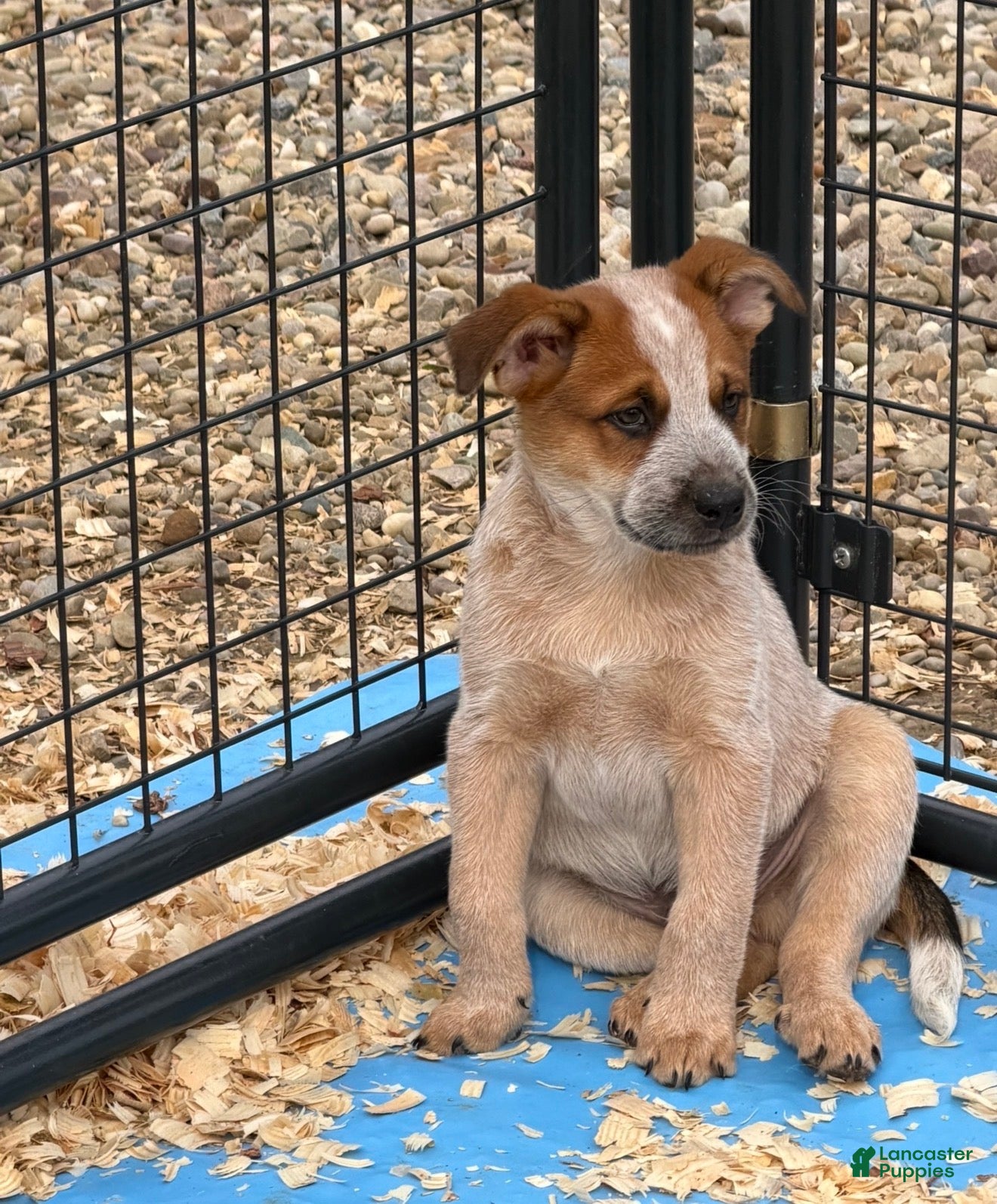Australian Cattle Dog dogs Maddox - Ad 21