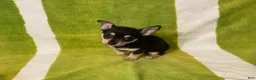 Chihuahua dogs for sale: Owen - Ad 7