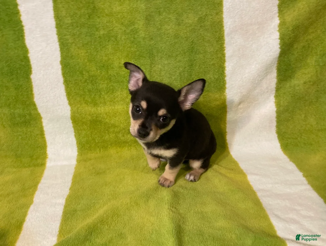 Chihuahua dogs for sale: Owen - Ad 7