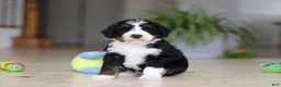 Mini Bernedoodle dogs for sale: Ricco - Ad 1