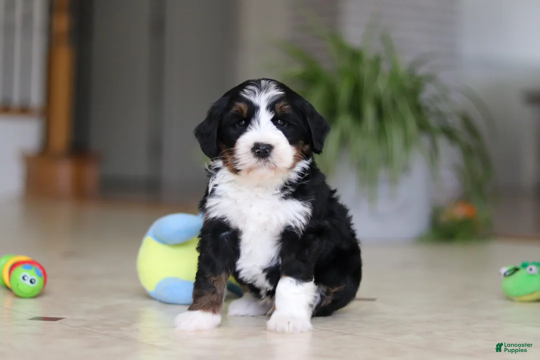 Mini Bernedoodle dogs for sale: Ricco - Ad 1