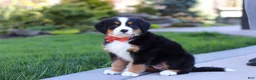 Bernese Mountain Dog dogs for sale: Nala - Ad 5