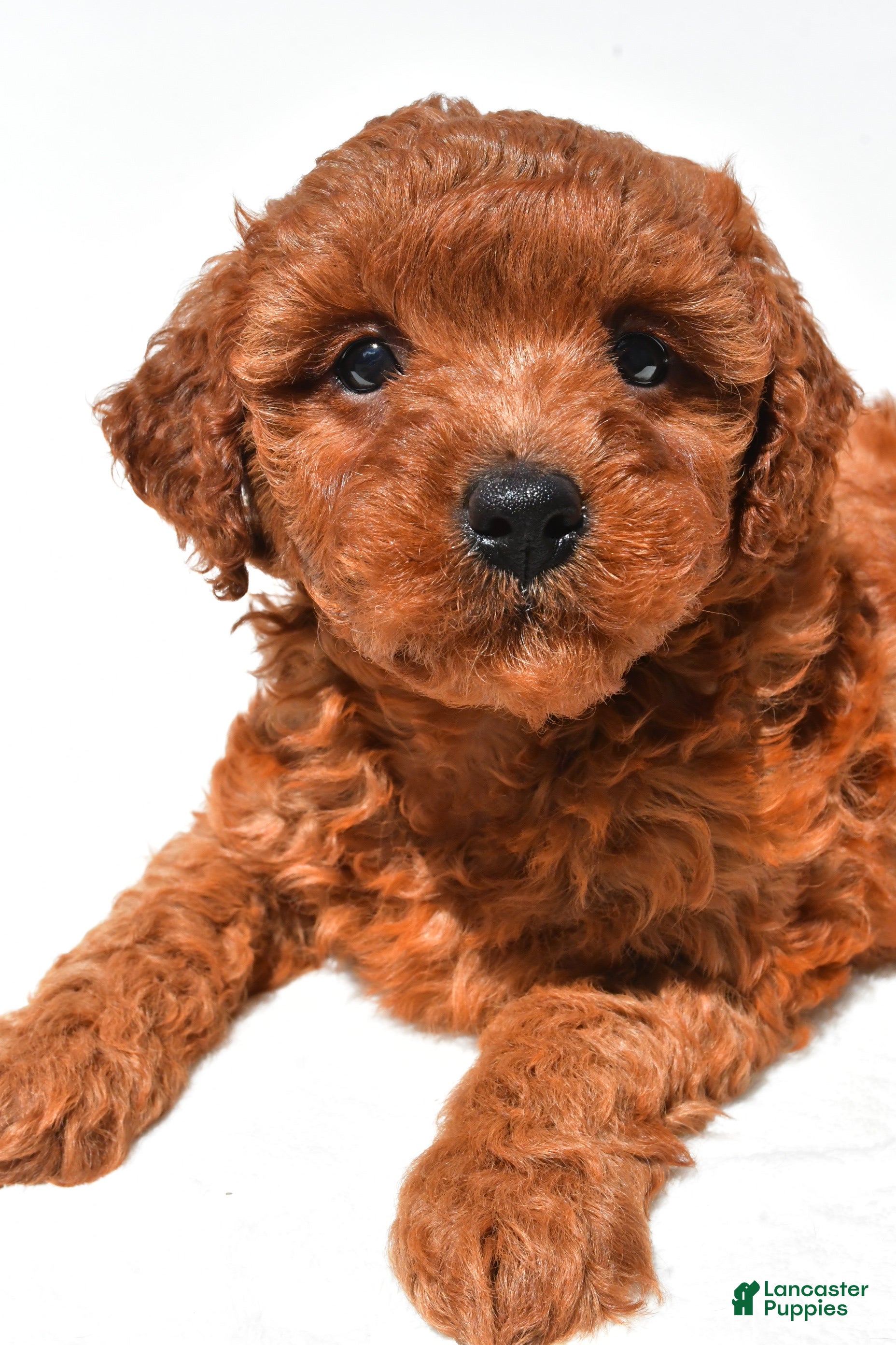 Mini Goldendoodle dogs Fern - Ad 2