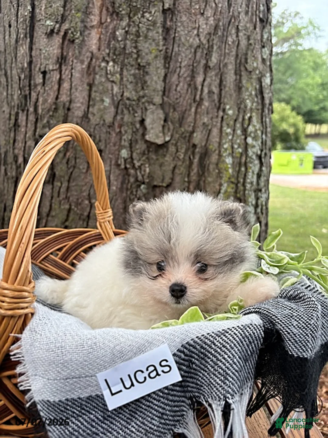 Mixed Breed dogs for sale: Lucas - Ad 2