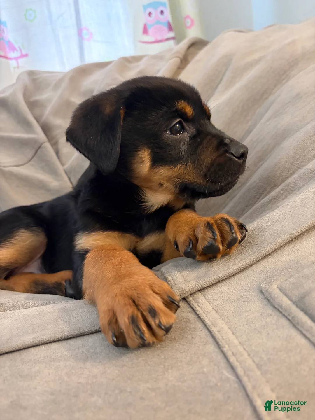 Rottweiler dogs for sale: Rottweiler Puppy 1 - Ad 2