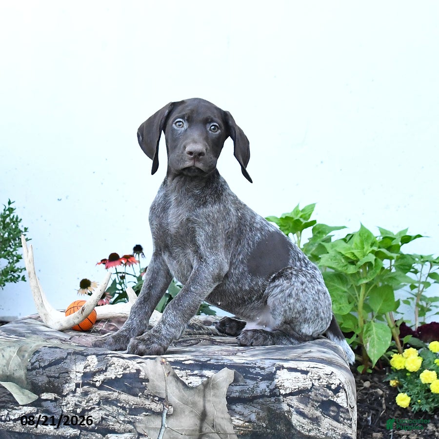 German Shorthaired Pointer dogs Marshall - Ad 2