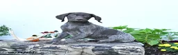 German Shorthaired Pointer dogs for sale: Marshall - Ad 2