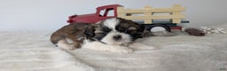 Shih Tzu dogs for sale: Turbo - Ad 10