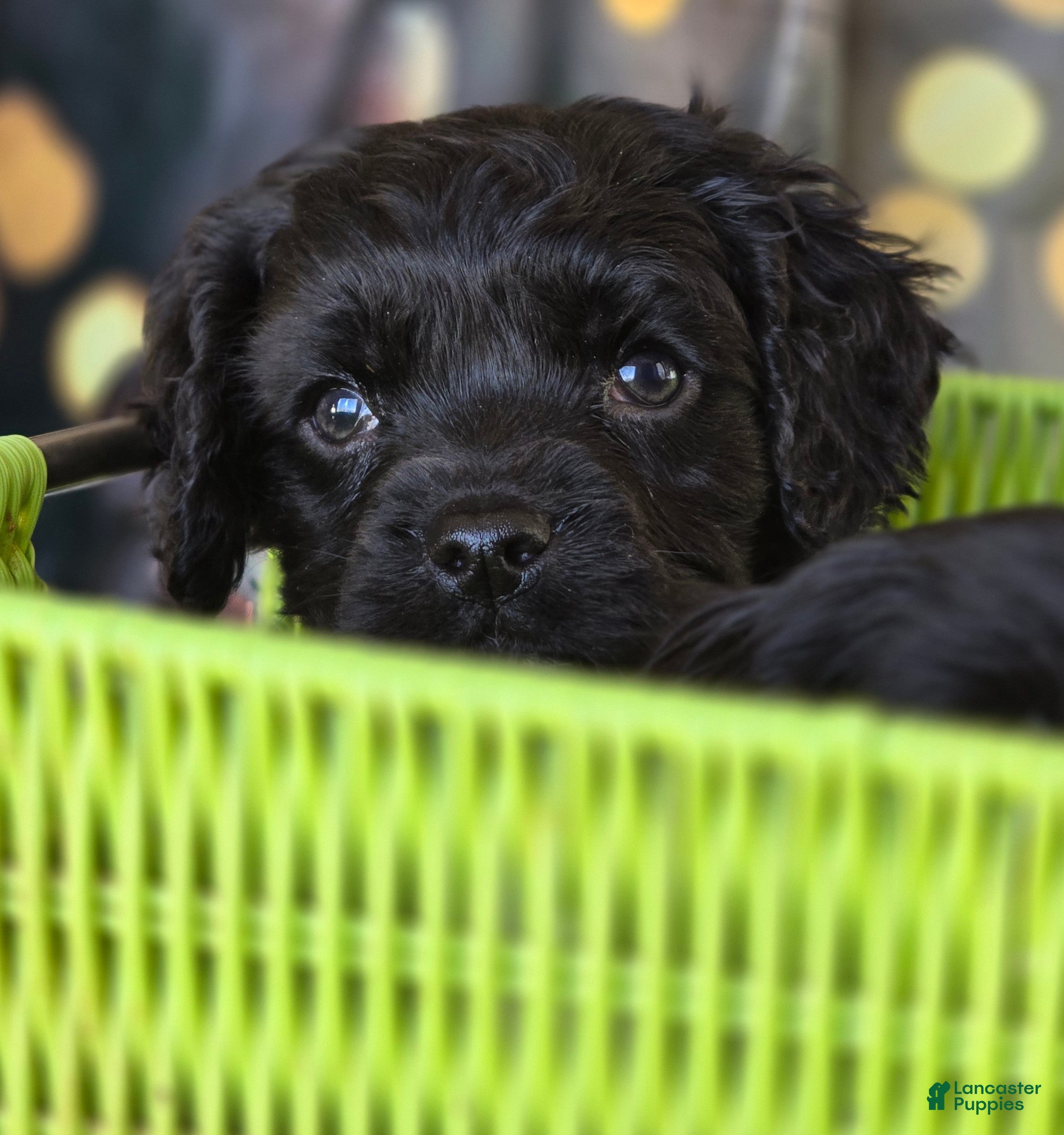 Mixed Breed dogs Jingles - Ad 2