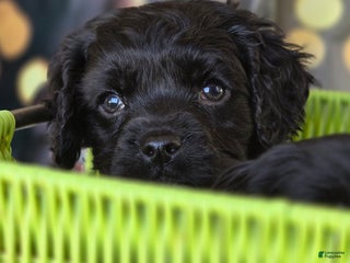 Mixed Breed dogs Jingles - Ad 2