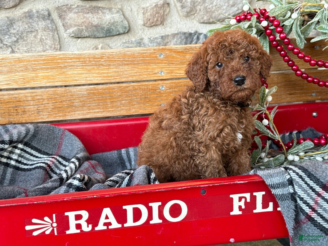 Mini Goldendoodle dogs for sale: Isabella - Ad 8