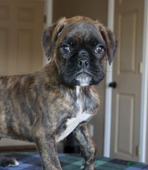 Boxer dogs Winston - Champ Lines - Ad 2