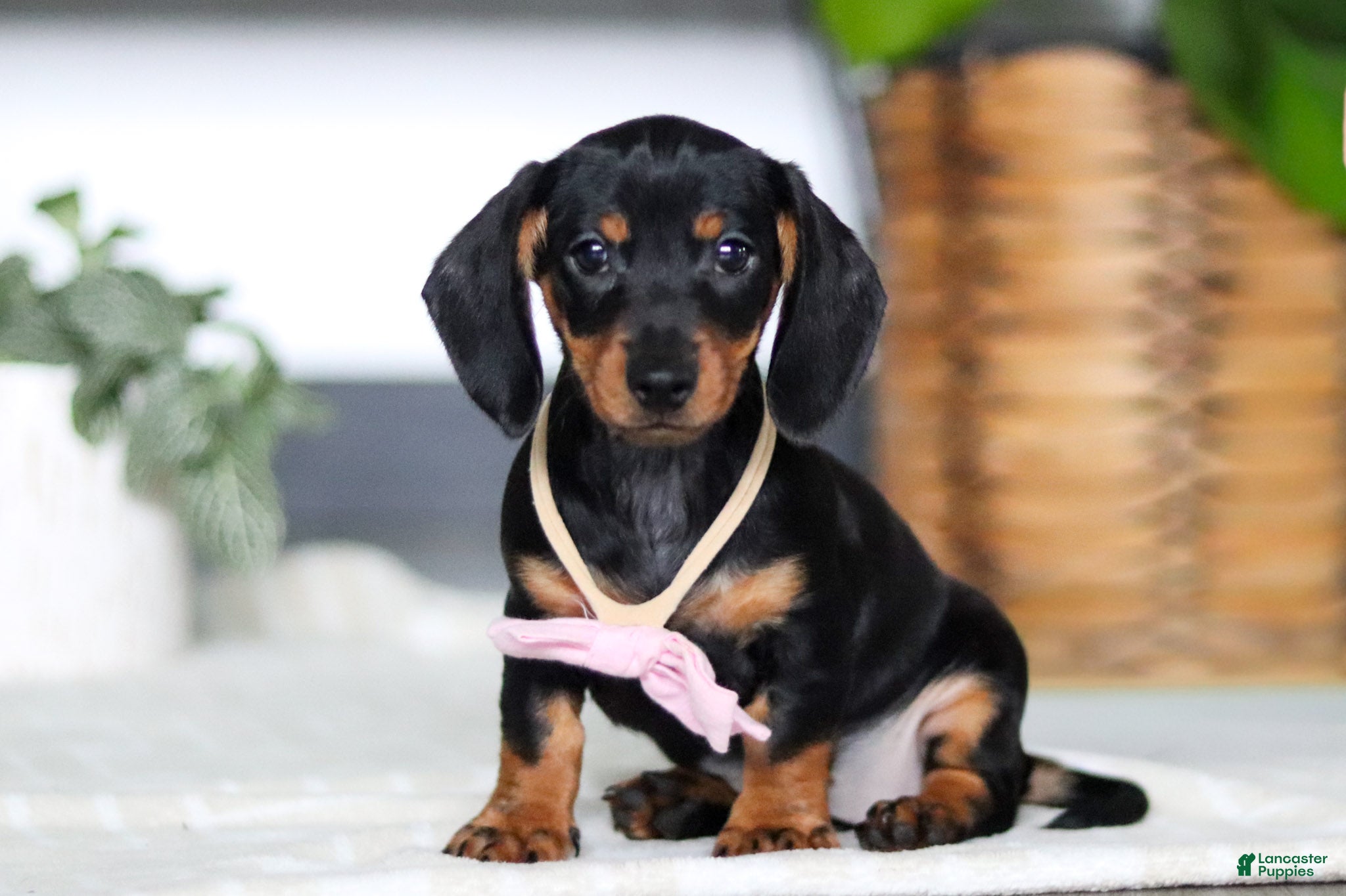 Miniature Dachshund dogs Amelia - Ad 1