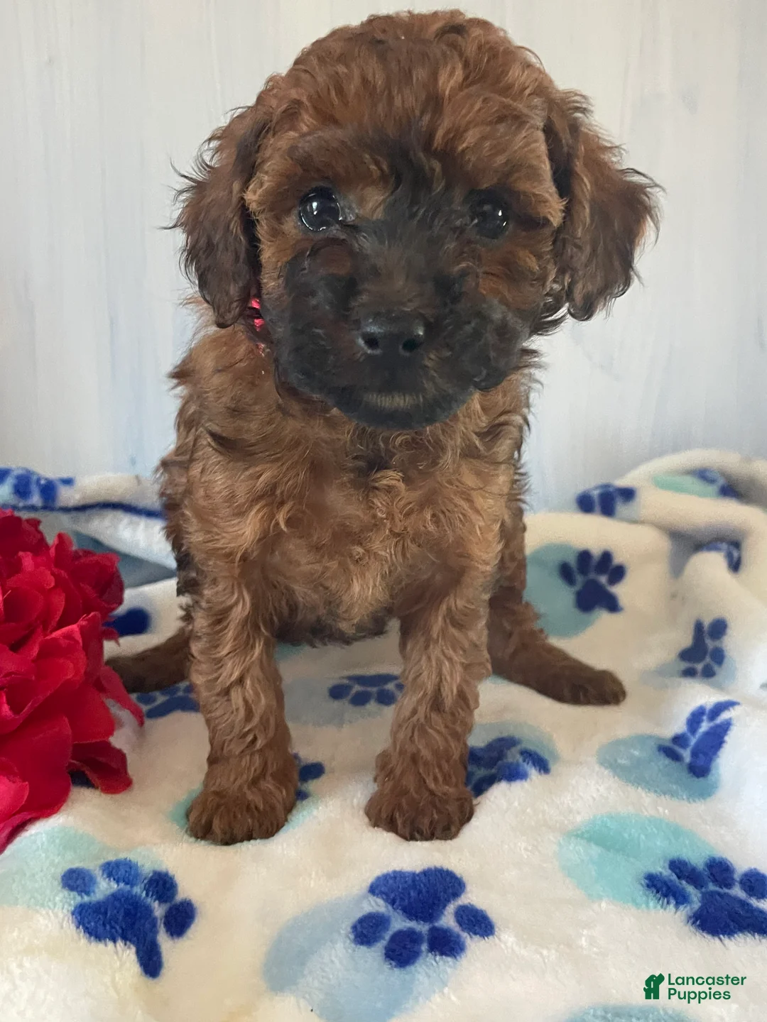 Toy Poodle dogs for sale: Ginger - Ad 4