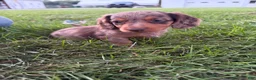 Miniature Dachshund dogs for sale: Lucy - Ad 1