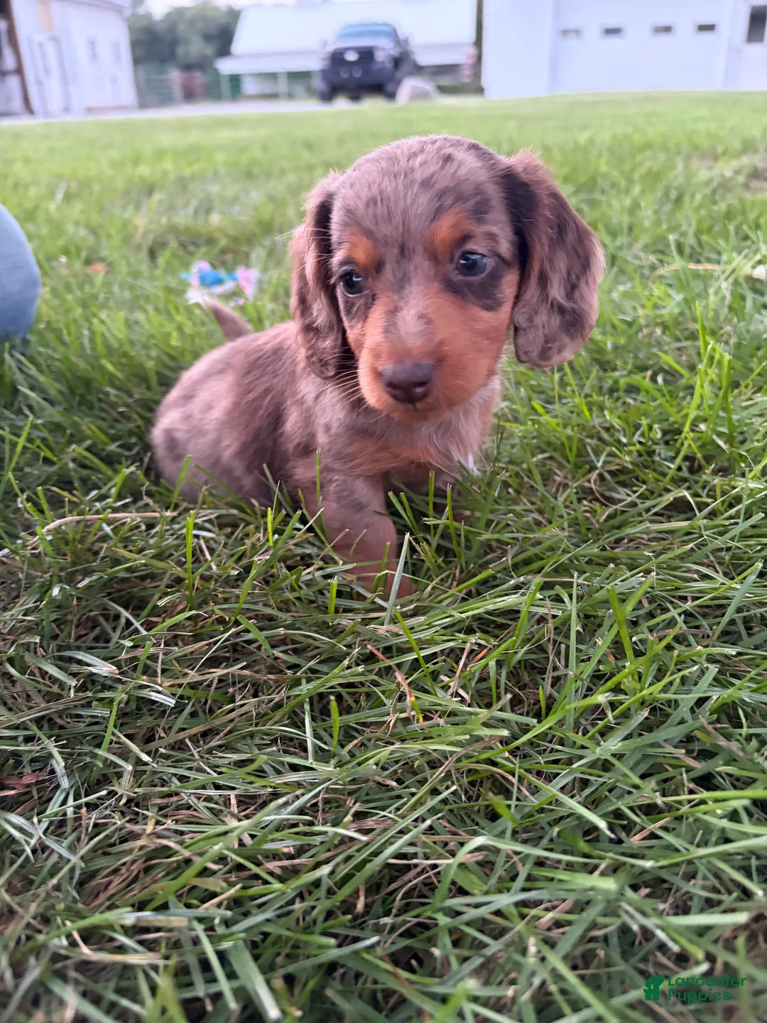 Miniature Dachshund dogs for sale: Lucy - Ad 1