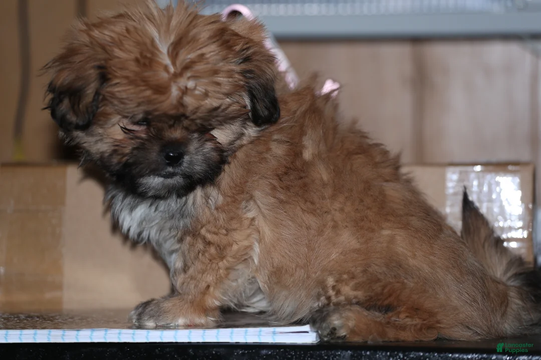 Shih Tzu dogs for sale: Shih Tzu Puppy 1 - Ad 3