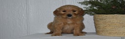 Goldendoodle dogs for sale: Baxter - Ad 3