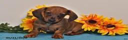 Miniature Dachshund dogs for sale: Oscar - Ad 5