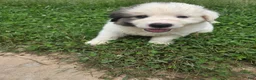 Great Pyrenees dogs for sale: Spot - Ad 7