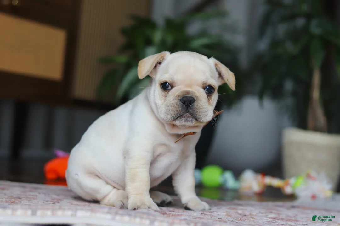 French Bulldog dogs for sale: Birch  - Ad 4