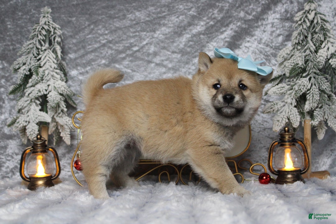 Shiba Inu dogs for sale: Gin  - Ad 7