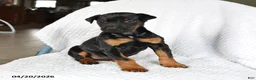 Doberman Pinscher dogs for sale: Sparky - Ad 4
