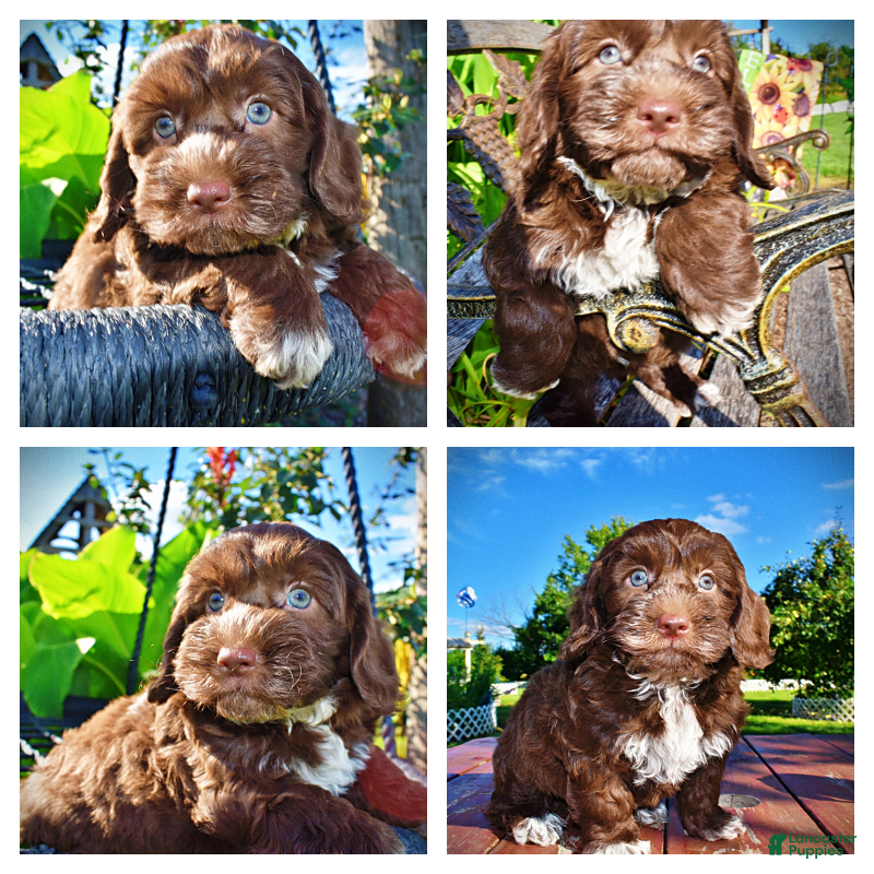 Havapoo dogs Coco - Ad 1